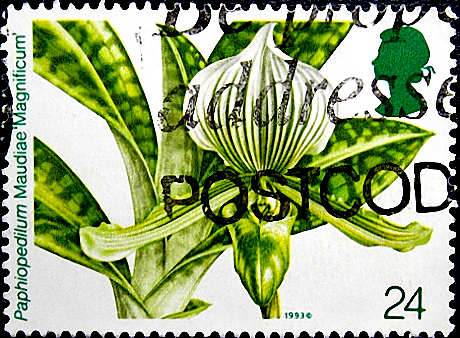 Великобритания 1993 год . Орхидея Paphiopedilum Maudiae " Magnificum" . Каталог 0,80 €
