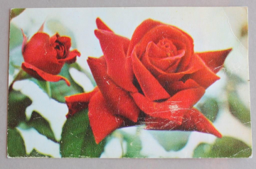 Цветы Розы Планета 1971