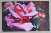 Цветы роза 1972