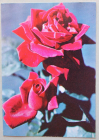 Розы цветы 1971