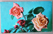 Цветы Розы 1968