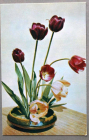 Цветы Тюльпаны 1970