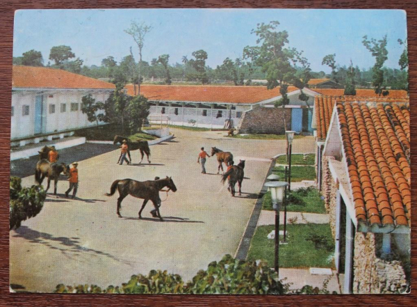 Куба Гавана Парк Ленина школа верховой езды Лошади