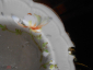 Старинная пирожковая тарелка МАКИ №2,фарфор, живопись, клеймо,ГАРДНЕР 1870-1880-е гг Россия - вид 4