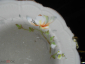 Старинная пирожковая тарелка МАКИ №2,фарфор, живопись, клеймо,ГАРДНЕР 1870-1880-е гг Россия - вид 5