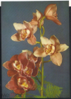 Открытка Польша 1960-е Цветы, орхидея цимбидиум чистая