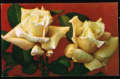Открытка СССР 1971 г. Розы, цветы, флора. фото Е. Игнатович СХ чистая с маркой