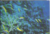 Открытка СССР 1985 г. Фауна В мире коралловых рифов Природный волнолом рыба фото В. Кашо
