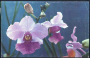 Открытка Вьетнам Цветы Орхидея Каттлея чистая
