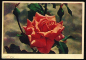 Открытка СССР 1960 г. Розы, цветы. фото. Г. Самсонова изд. Правда чистая