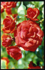 Открытка СССР 1973 г. Цветы Роза Файр Кинг флора фото. Н. Матанова чистая