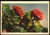 Открытка СССР 1960 г. Куст роз, цветы. фото. Л. Раскина изд. Правда чистая