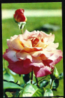 Открытка СССР 1973 г. Цветы Роза Чикаго Пис флора фото. Н. Матанова чистая