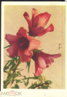 Открытка СССР 1959 г. Цветы, флора, Китайская роза. фото. А. Бушкина ИЗОГИЗ прошла почту