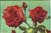 Открытка Польша 1959 г. г. Цветы, букет, розы. фото. Г. Самсонова прошла почту Ростов-Дон