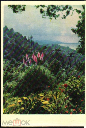 Открытка СССР 1963 г. Зеленый мыс. Батумский ботанический сад ИЗОГИЗ чистая