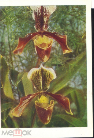 Открытка Германия ГДР 1960-е. Цветы, орхидеи чистая