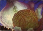 Открытка СССР 1974 г. Хламис Благородный Принесите домой океан. фото. Ю. Гусейна-заде чистая