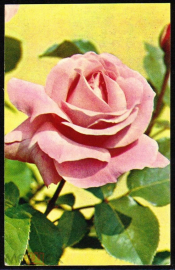Открытка СССР 1973 г. Цветы Роза Куни Элизабет флора фото. Н. Матанова чистая