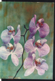Открытка 1973 г. Из набора Орхидея Фаленопсис Шиллера