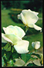 Открытка СССР 1973 г. Цветы Роза Вирго флора фото. Н. Матанова чистая