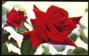 Открытка СССР 1971 г. Красная роза, цветы, флора. фото В. Шеффера и В. Серегина чистая