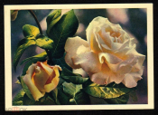 Открытка СССР 1964 г. Розы, цветы. фото. А. Манакина и И. Манакиной чистая