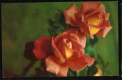 Открытка СССР 1975 г. Розы, цветы. фото В. Павлова В. Яковлева чистая