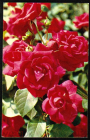 Открытка СССР 1973 г. Цветы Роза Адольф Грилле флора фото. Н. Матанова чистая