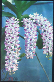 Открытка Вьетнам Цветы Орхидея Ринхостилис чистая
