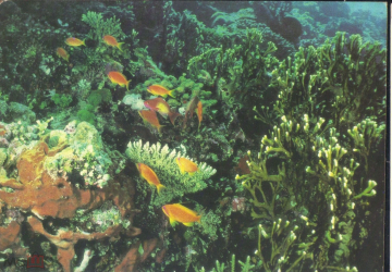 Открытка СССР 1985 г. Фауна В мире коралловых рифов В лагуне рыба фото В. Кашо