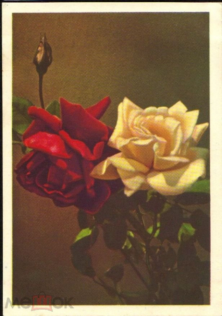 Открытка СССР 1959 г. Цветы, букет, розы. фото Л. Раскина ИЗОГИЗ чистая с маркой