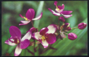 Открытка Вьетнам Цветы Орхидея Макростахия чистая