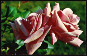 Открытка СССР 1973 г. Цветы Роза Президент Мациа флора фото. Н. Матанова чистая