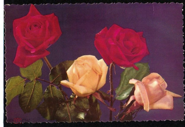 Открытка 1963 Болгария София Роза. цветы, флора прошла почту худ обрез