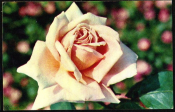 Открытка СССР 1973 г. Роза Ясная поляна цветы. фото Н. Матанова чистая