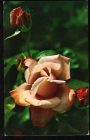 Открытка СССР 1974 г. Розы Утро Москвы, цветы. фото Н. Матанова подписана