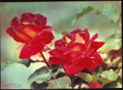 Открытка СССР 1968 г. Розы, цветы. фото Е. Игнатович СХ чистая