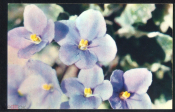 Открытка СССР 1974 г. Цветы, Сенполия гибридная. Комнатные растения фото В. Тихомирова