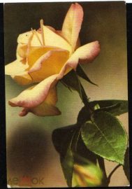 Открытка СССР 1969 г. Троянда. Розы, цветы, флора. фото В. Чупринина УССР чистая