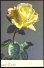 Открытка СССР 1966 г.Роза. Цветы, флора фото А. Скороспехова СХ чистая