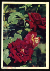 Открытка СССР 1967 г. Розы, цветы. фото И. Шагина чистая