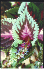 Открытка СССР 1974 г. Цветы, Колеус гибридный. Комнатные растения фото В. Тихомирова