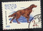 Марка СССР 1965 г. Собаки, породы, Ирландский сеттер гаш