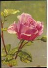 Открытка Роза. цветы, флора Dresden Fein Papier Erhard Bunkowsky редкая
