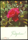 Открытка СССР 1966 г. Поздравляю! Роза, цветы. фото Н. Смирнова СХ чистая