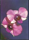 Открытка Германия ГДР 1960-е. Цветы, орхидеи чистая