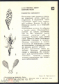 Открытка СССР 1973 г. Поздравляю. Цветы, орхидеи. кукушкин цвет. В. Тихомирова чистая - вид 1