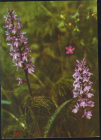 Открытка СССР 1973 г. Поздравляю. Цветы, орхидеи. кукушкин цвет. В. Тихомирова чистая
