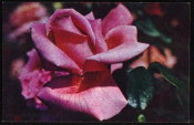 Открытка СССР 1972 г. Розы, цветы. фото Б. Шворака подписана